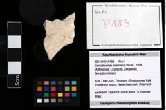 Foto (Objekt + Etikett) von Goniodromites bidentatus (Reuss, 1858)  (NHMW-GEO-2014-0194-0183)